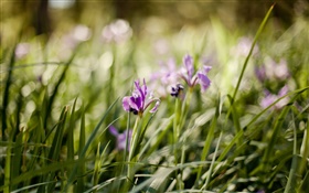 Purple orchid, flowers, green grass HD wallpaper