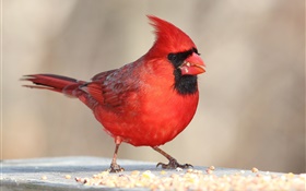 Red feathers bird, beak, macro