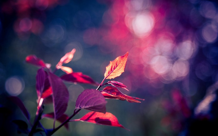 Red leaves macro photography, purple, bokeh, glare Wallpapers Pictures Photos Images