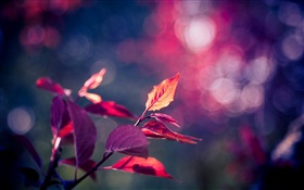 Red leaves macro photography, purple, bokeh, glare HD wallpaper
