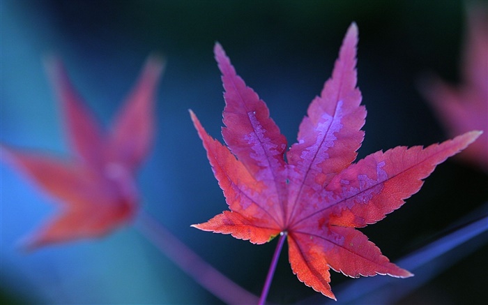 Red maple leaf close-up, autumn Wallpapers Pictures Photos Images