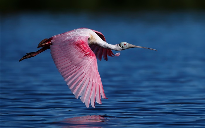 Roseate spoonbill, ibises, flying, lake Wallpapers Pictures Photos Images