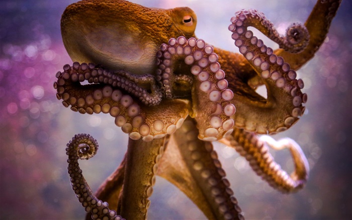 Sea animals, octopus, tentacles, suckers Wallpapers Pictures Photos Images