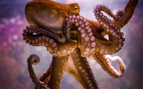 Sea animals, octopus, tentacles, suckers HD wallpaper