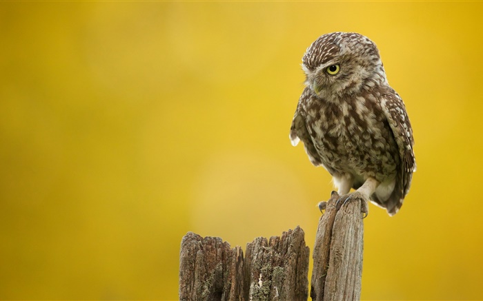 Single bird, owl, stump Wallpapers Pictures Photos Images