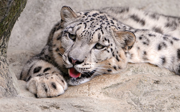 Snow leopard rest, stones Wallpapers Pictures Photos Images