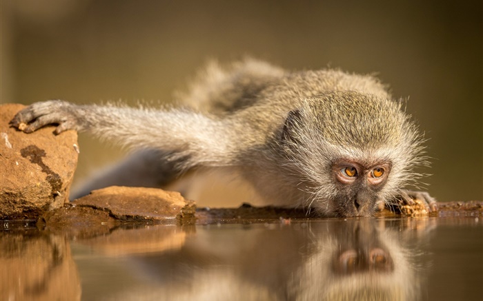 South Africa, monkey eating water Wallpapers Pictures Photos Images
