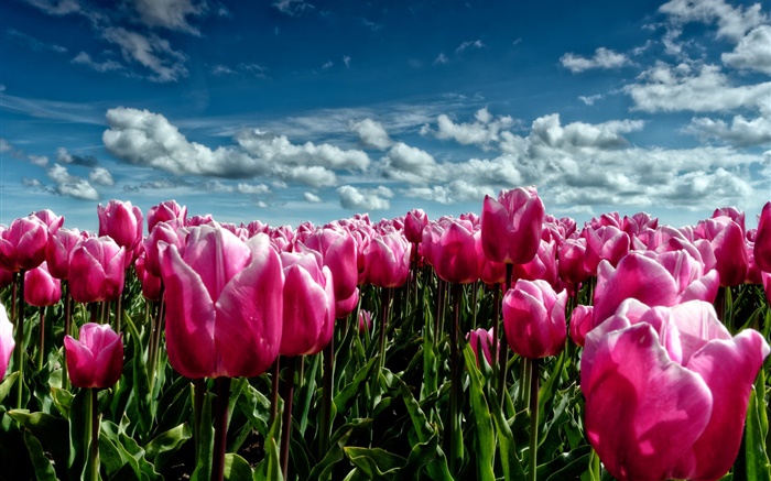 Spring, purple tulips, flowers field Wallpapers Pictures Photos Images