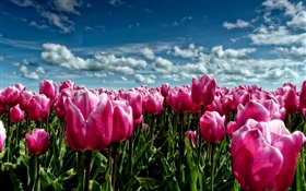Spring, purple tulips, flowers field HD wallpaper