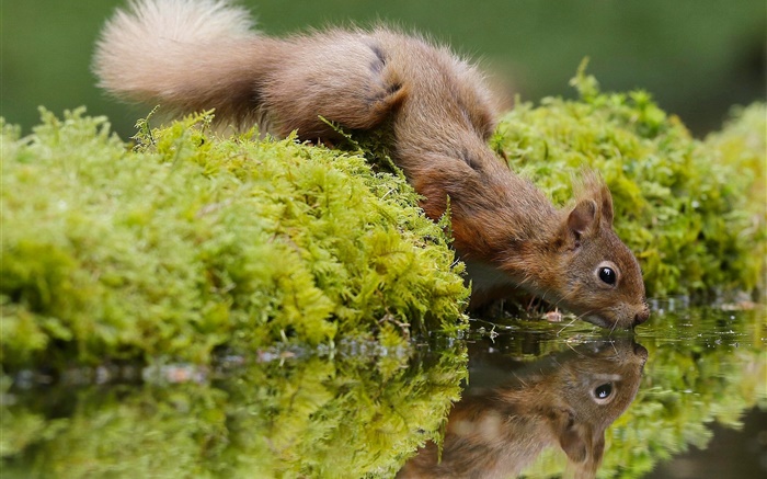 Squirrel thirst, drink water, moss Wallpapers Pictures Photos Images
