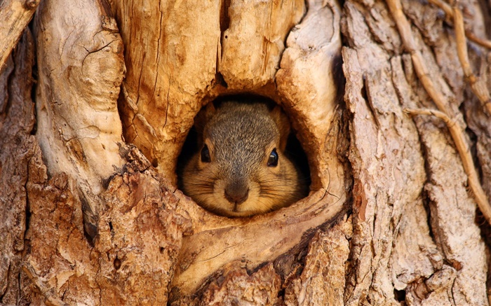 Squirrel, tree hole Wallpapers Pictures Photos Images