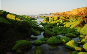 Stones, rocks, algae, sea, moss HD wallpaper