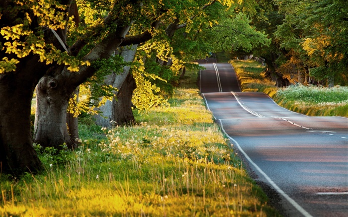 Summer, trees, grass, road, morning, sun rays Wallpapers Pictures Photos Images
