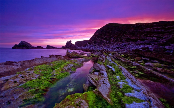 Sunset, sea, coast, stones, moss, purple sky Wallpapers Pictures Photos Images