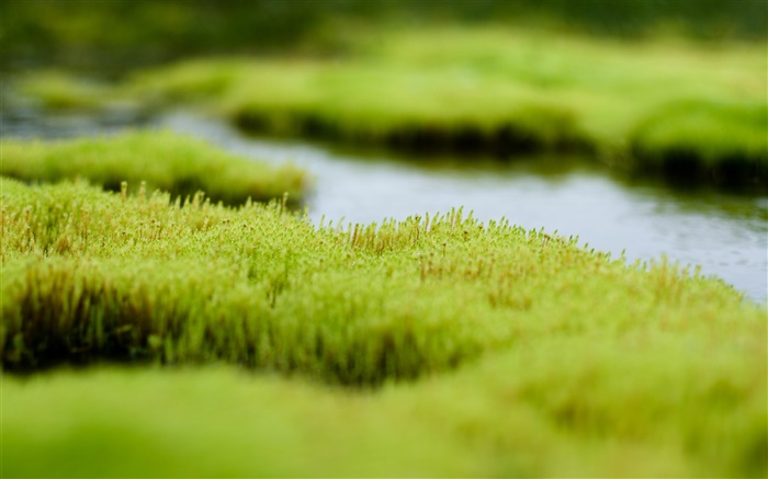 Swamp, green grass, water Wallpapers Pictures Photos Images