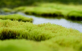 Swamp, green grass, water