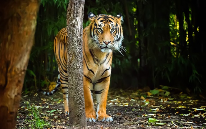 Tiger in forest, stripes Wallpapers Pictures Photos Images