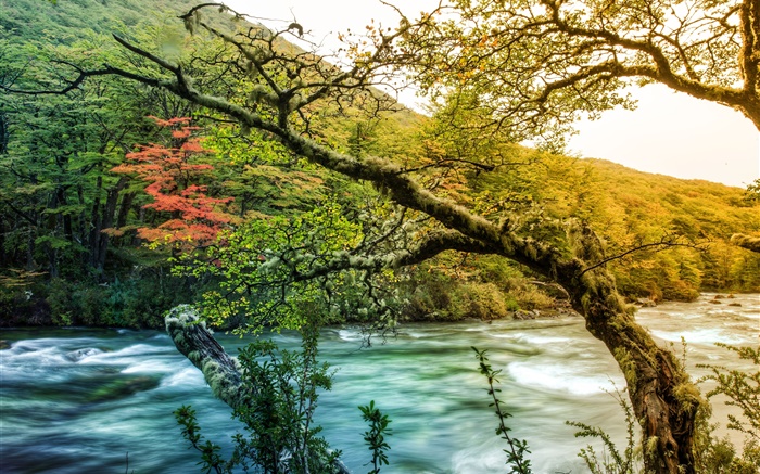 Trees, river, mountain, green moss Wallpapers Pictures Photos Images
