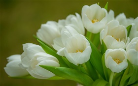 Tulips, white flowers, bouquet HD wallpaper