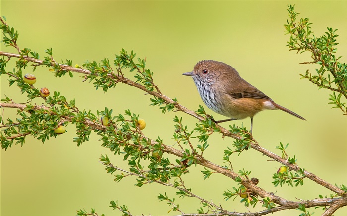 Twigs, bird, brown thornbill Wallpapers Pictures Photos Images