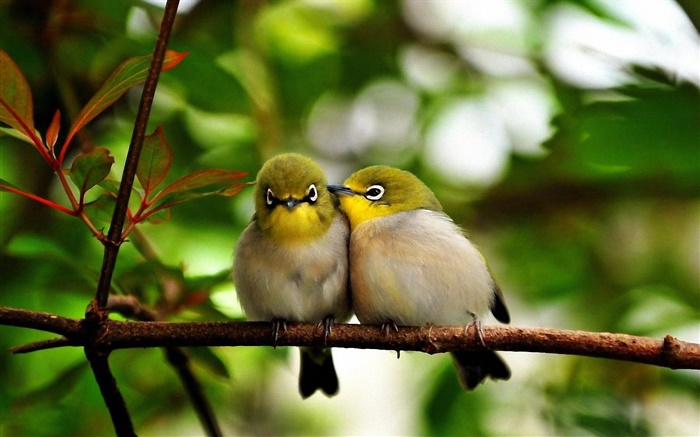 Two birds, branch, leaves, bokeh Wallpapers Pictures Photos Images