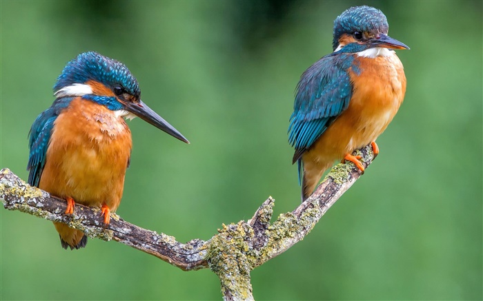 Two birds, kingfisher, tree branch Wallpapers Pictures Photos Images
