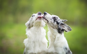 Two dogs playing HD wallpaper
