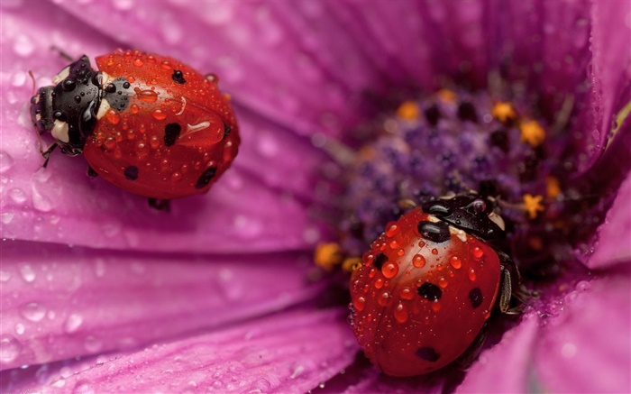 Two ladybugs, insect, pink petals, dew Wallpapers Pictures Photos Images