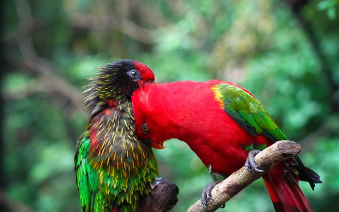Two parrots, couple, colors Wallpapers Pictures Photos Images