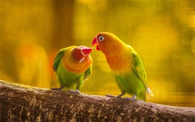 Two parrots, tree branch, blur