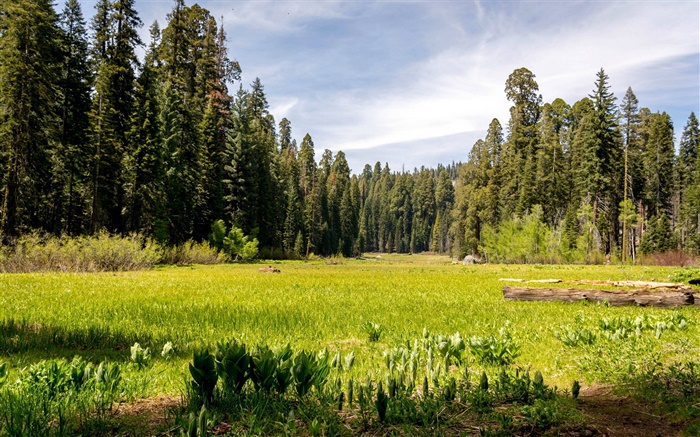 USA, California, Sequoia National park, forest, trees, grass Wallpapers Pictures Photos Images