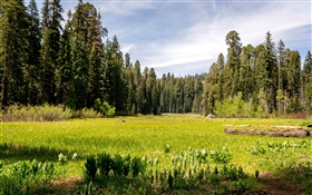 USA, California, Sequoia National park, forest, trees, grass