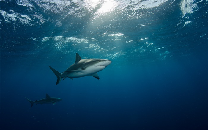 Underwater, sea, shark, swim Wallpapers Pictures Photos Images