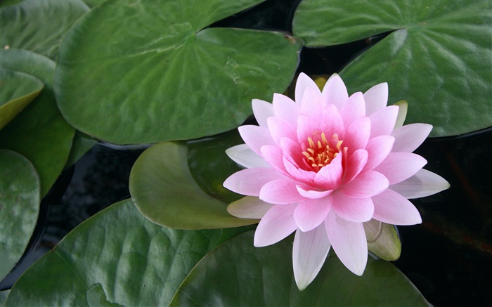 Water lily, pink flower, leaves, water Wallpapers Pictures Photos Images