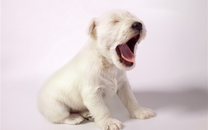 White dog, cute puppy yawn Wallpapers Pictures Photos Images