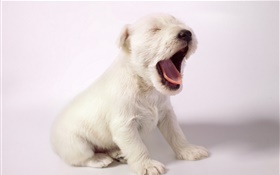 White dog, cute puppy yawn HD wallpaper