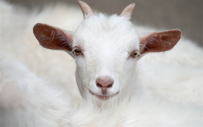 White goat, horns, face, ears Wallpapers Pictures Photos Images