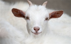 White goat, horns, face, ears HD wallpaper