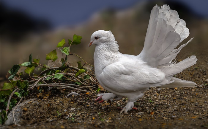 White pigeon, feathers, bird Wallpapers Pictures Photos Images
