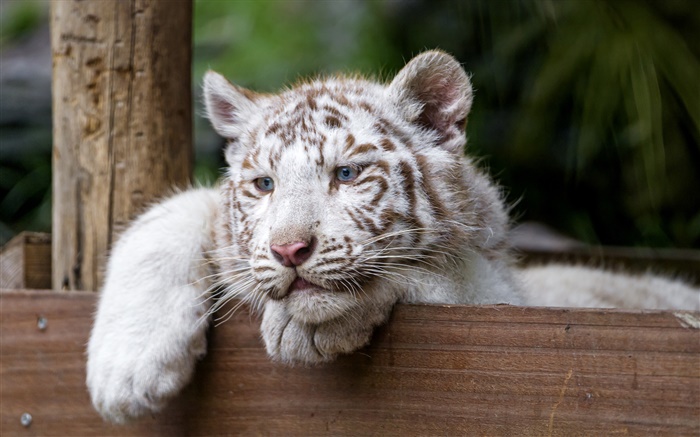 White tiger, big cat, blue eyes Wallpapers Pictures Photos Images