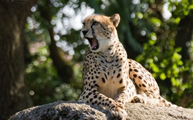 Wild cat, cheetah, yawn HD wallpaper