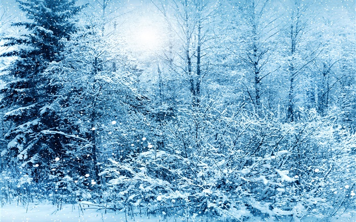Winter, trees, spruce, white snow Wallpapers Pictures Photos Images