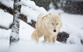 Winter, wolf, snow HD wallpaper