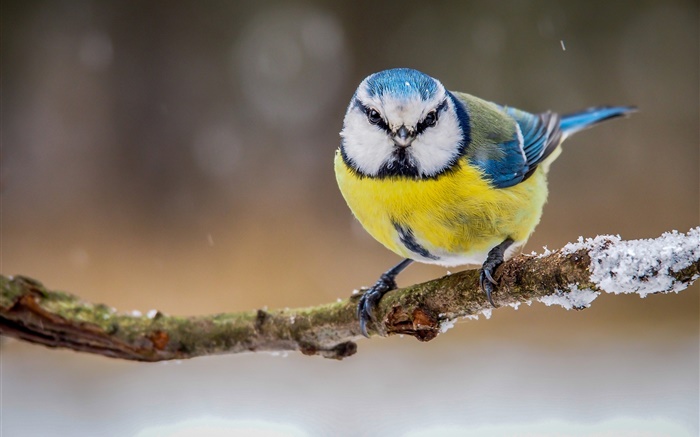 Winter, yellow white blue feathers bird Wallpapers Pictures Photos Images