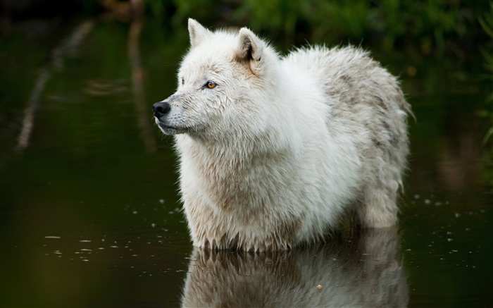 Wolf in the river Wallpapers Pictures Photos Images