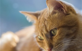 Yellow eyes cat, face HD wallpaper