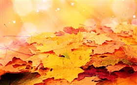 Yellow leaves, autumn, stars HD wallpaper