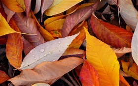 Yellow leaves, water drops, autumn HD wallpaper
