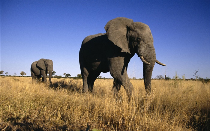 African elephant Wallpapers Pictures Photos Images