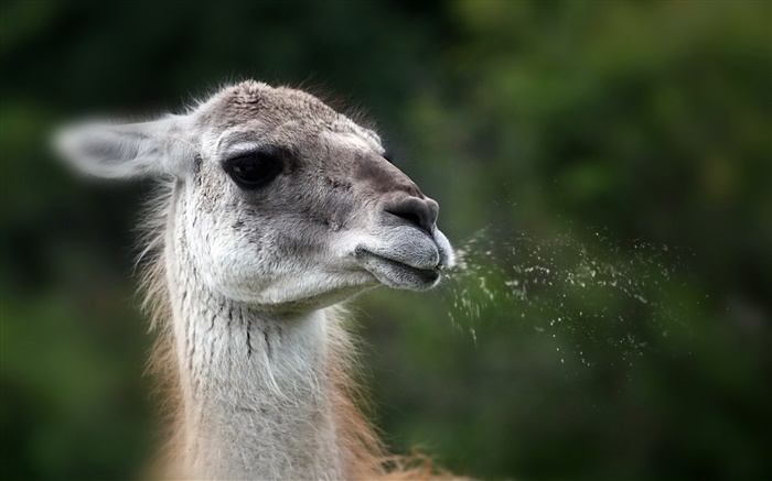 Animal llama face Wallpapers Pictures Photos Images